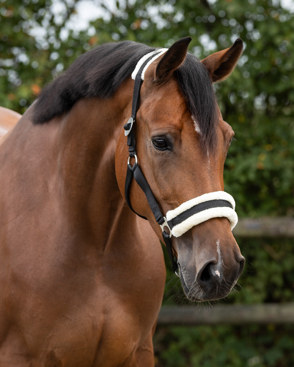 Capastru Cali Qhp, negru, cob