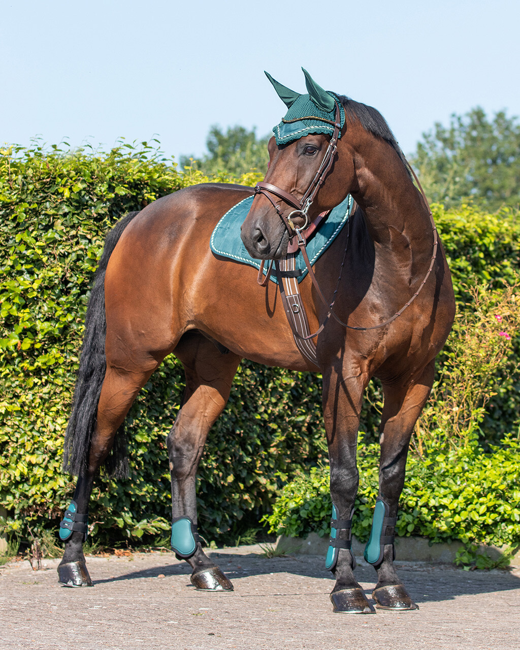 Jambiere-set Qhp, verde, cob