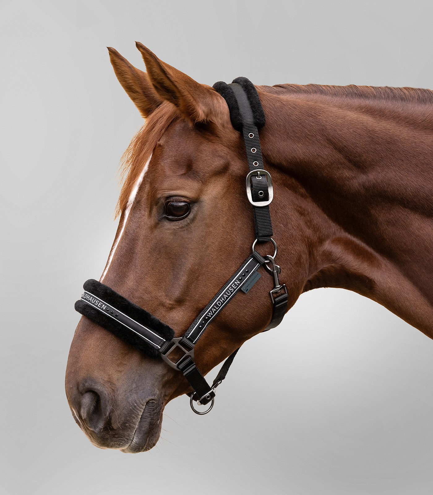 Capastru Elegant, negru, cob