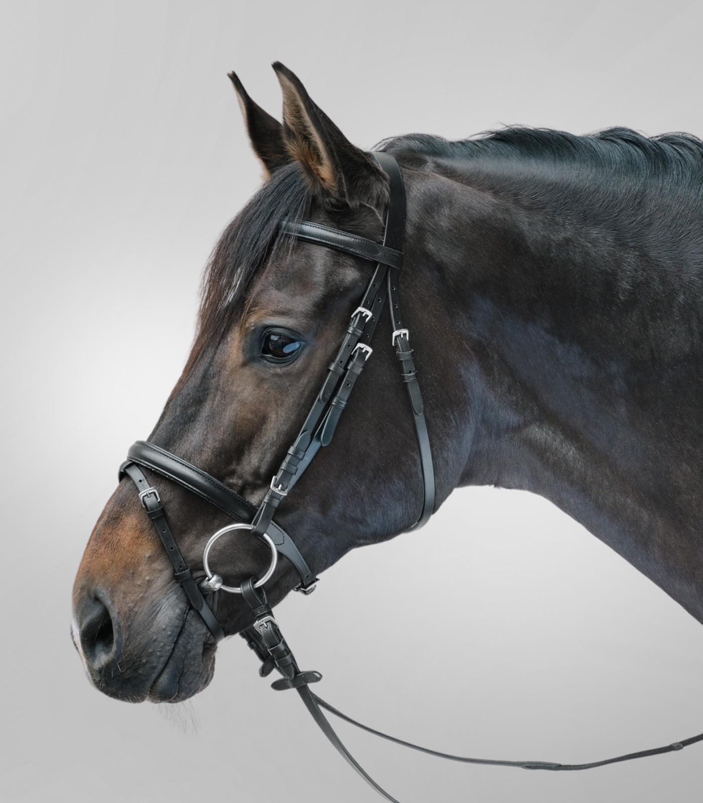 Kantár Lifestyle Star, pony