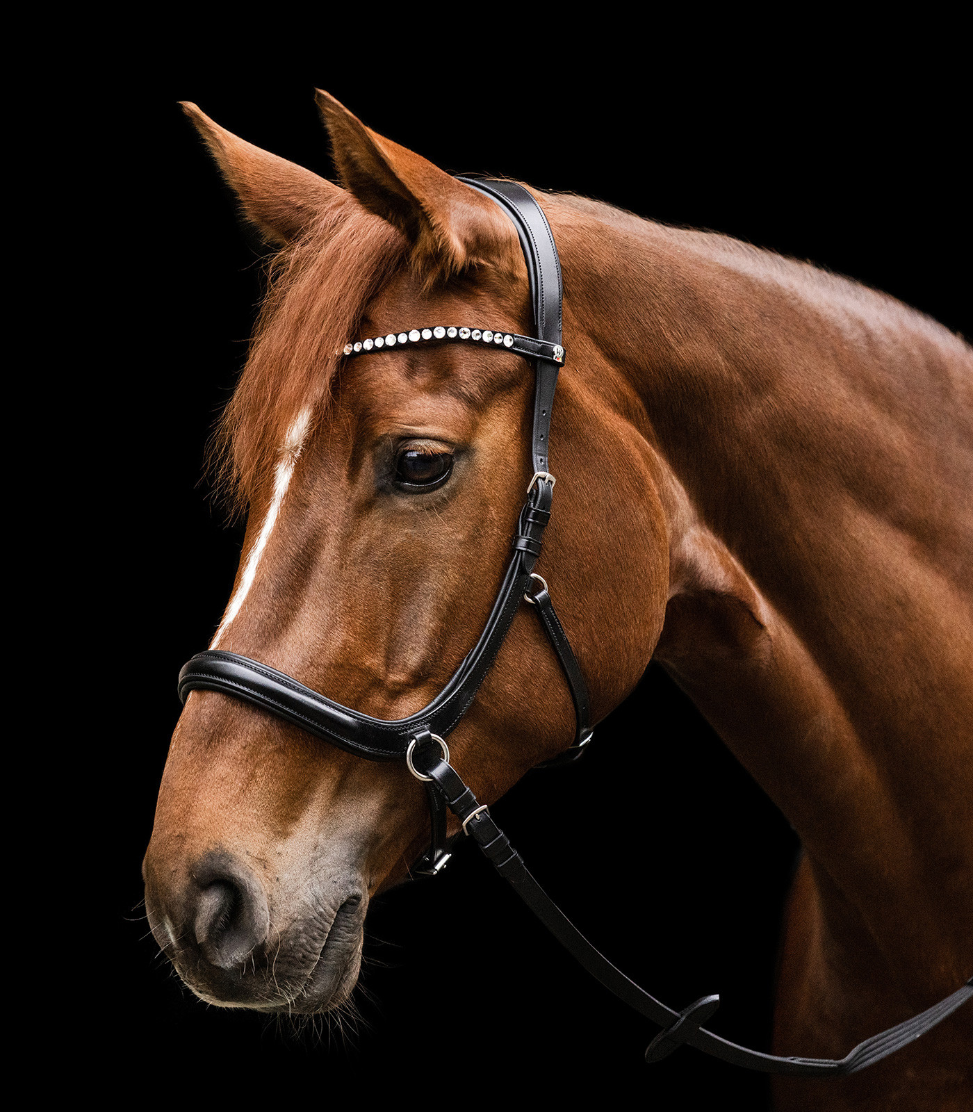 Waldhausen X-Line Sensation frau fara zabala, negru, cob